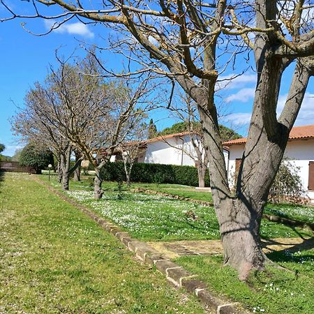 Azienda Il Tizzano อัลบิเนีย ภายนอก รูปภาพ