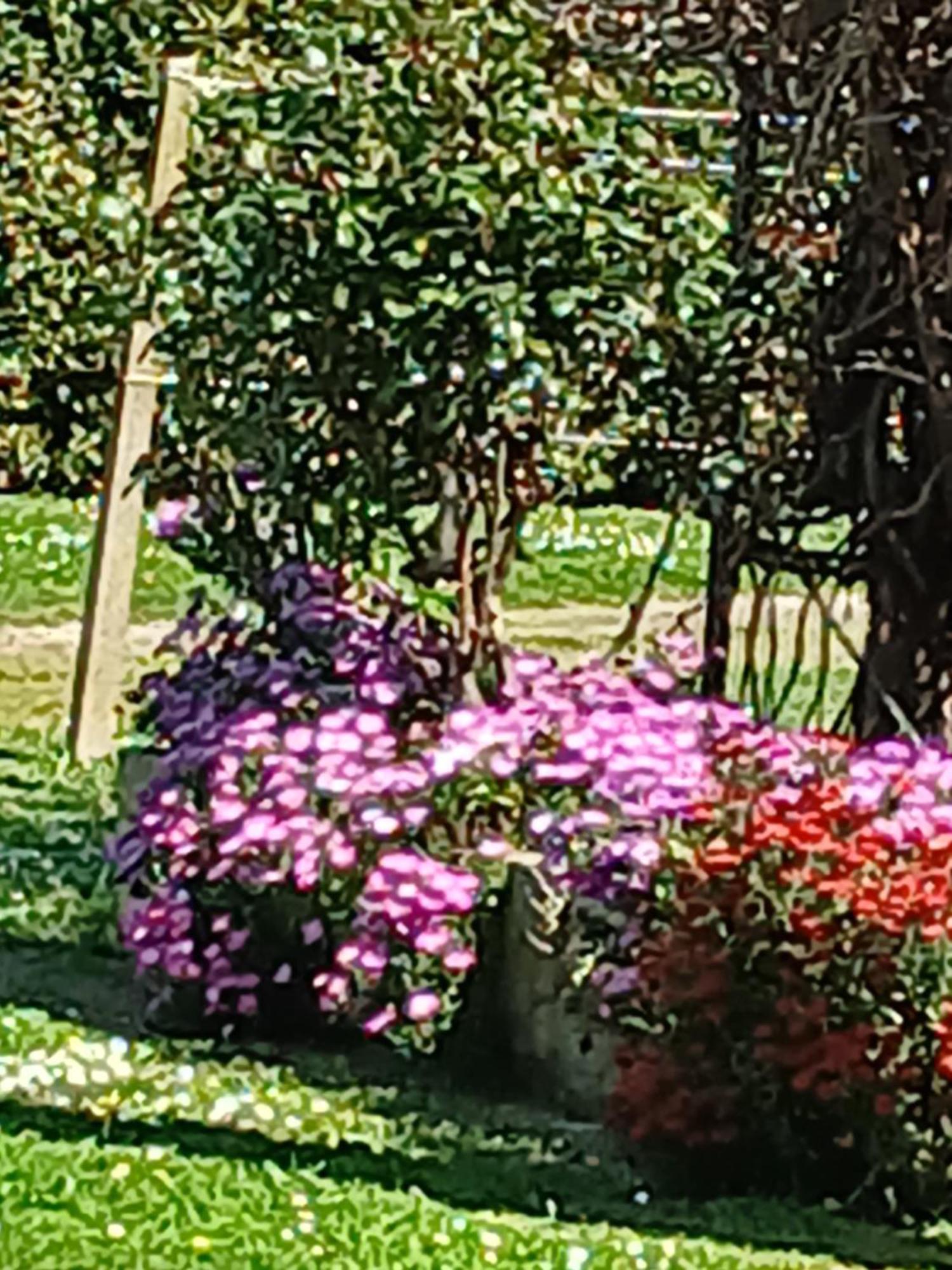 Azienda Il Tizzano อัลบิเนีย ภายนอก รูปภาพ